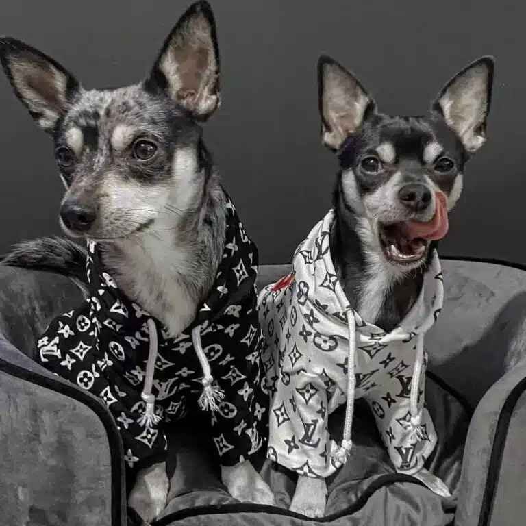Louis Vuitton dog clothes