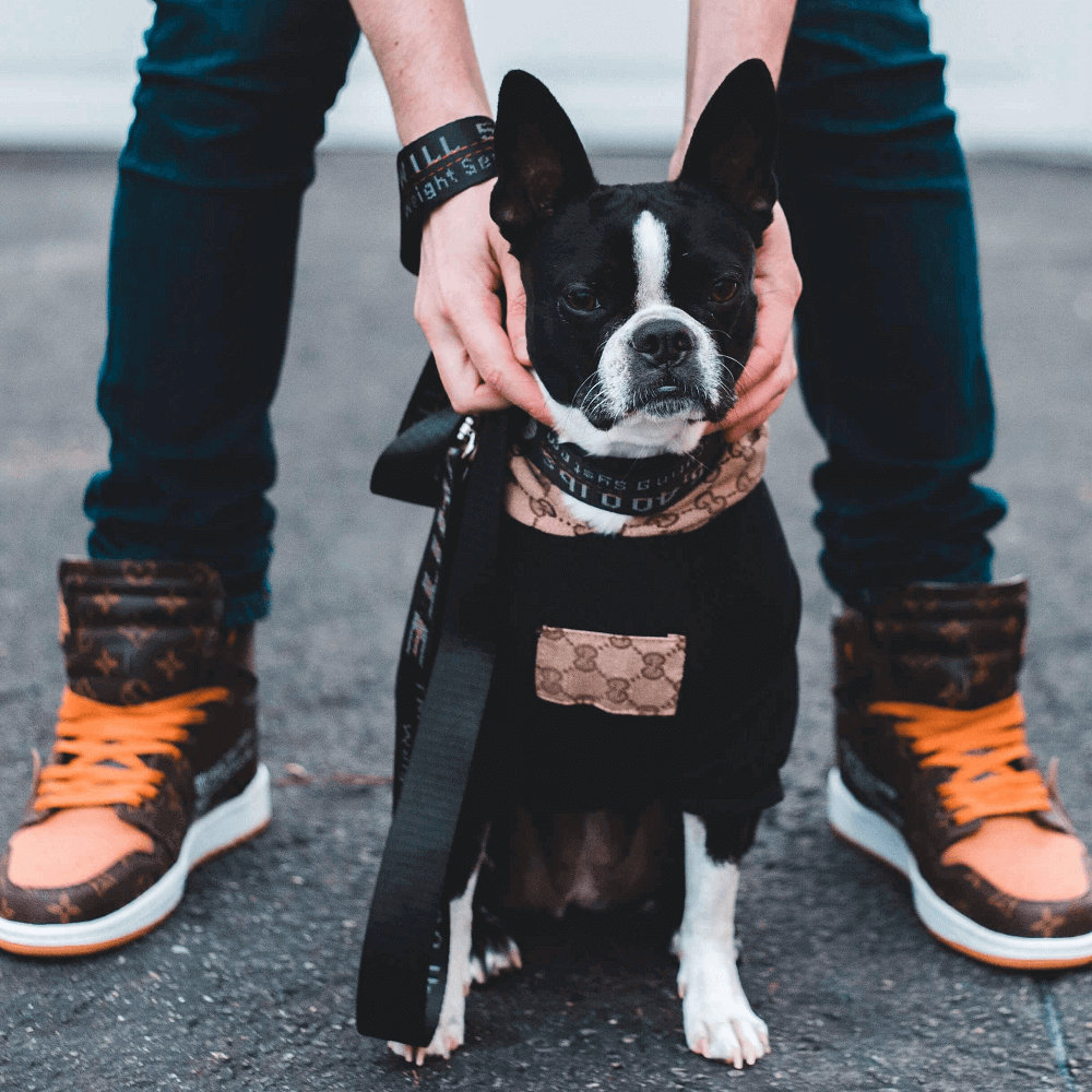 Cheap dog clothes gucci dog hoodies 183# | dogdesignershop