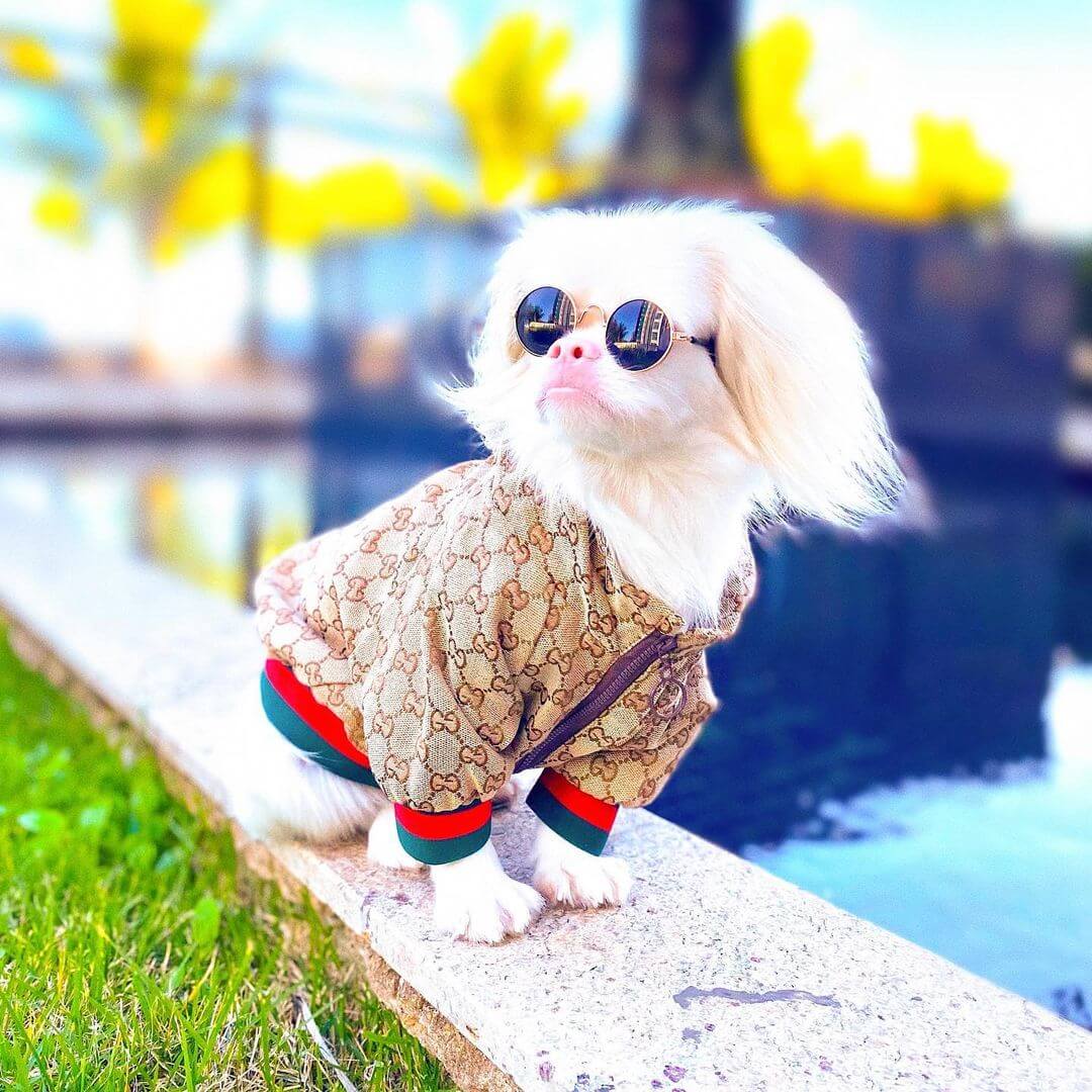 Gucci Dog Clothes - Dress The Dog - clothes for your pets!