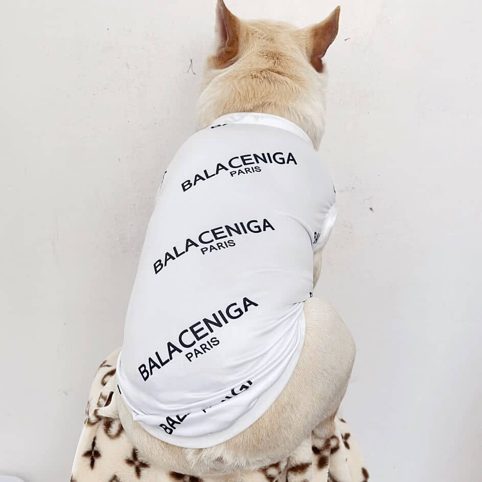 Balenciaga dog vest| Luxury designer dog clothes to large breeds, |Dogdesignershop
