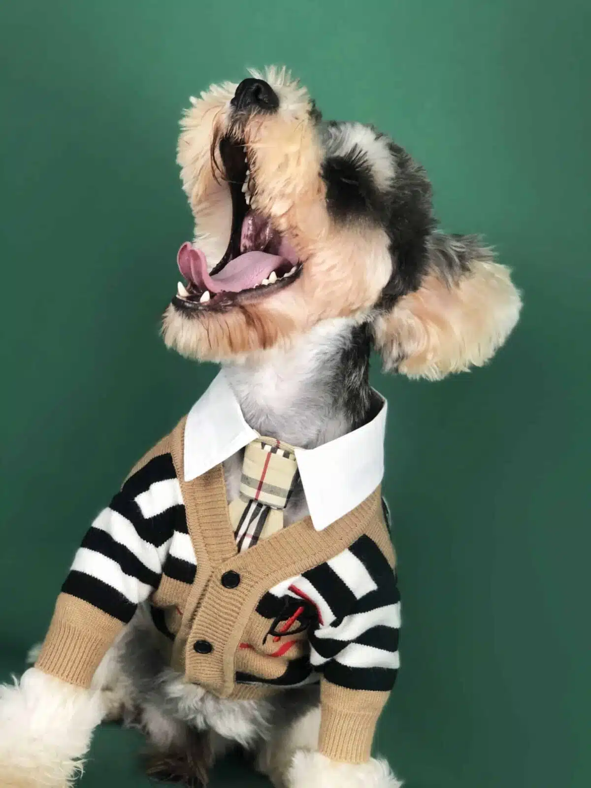 Burberry dog sweater