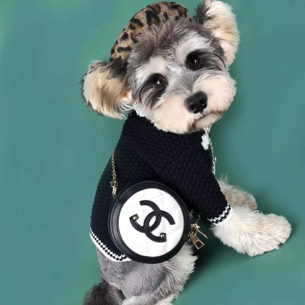 Chanel dog sweater Chanel Inspired Dog Wool Sweater, Buy Best w020