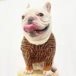 fendi dog clothing