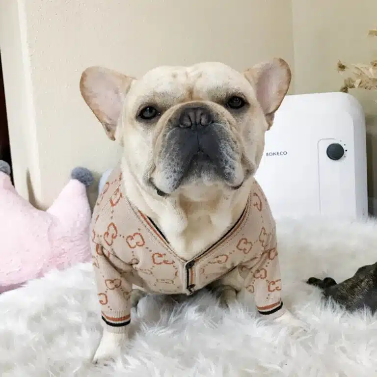 gucci sweater for dogs