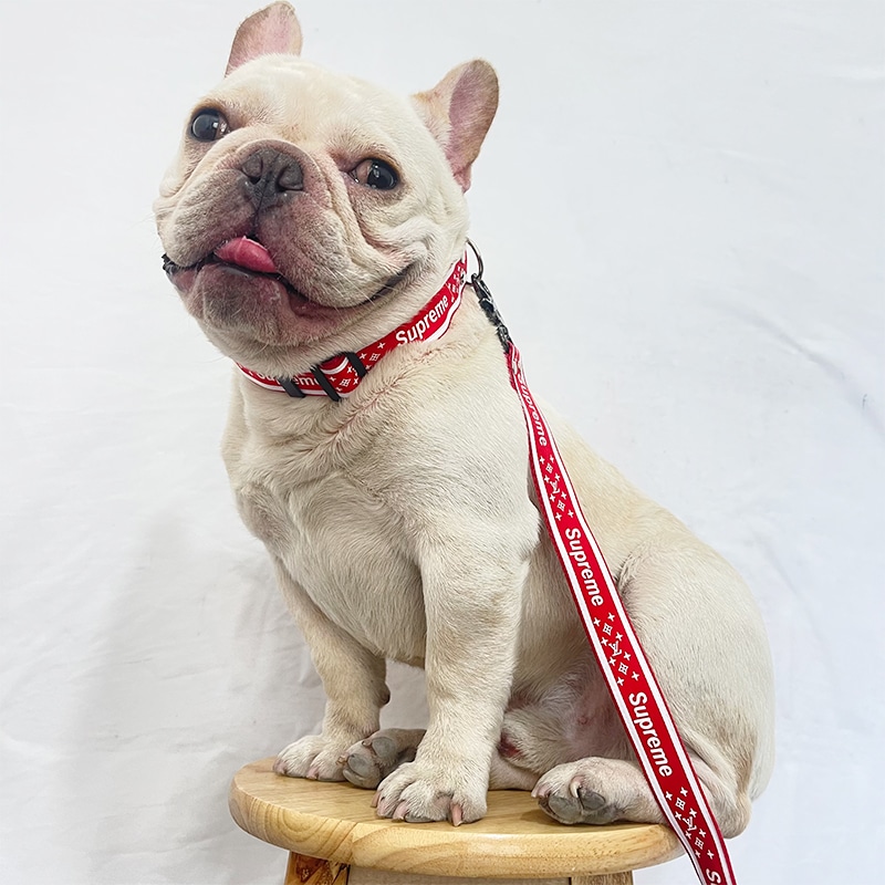 Vuitton dog collar| Dog leader for small dog,collar training dogs, |Dogdesignershop