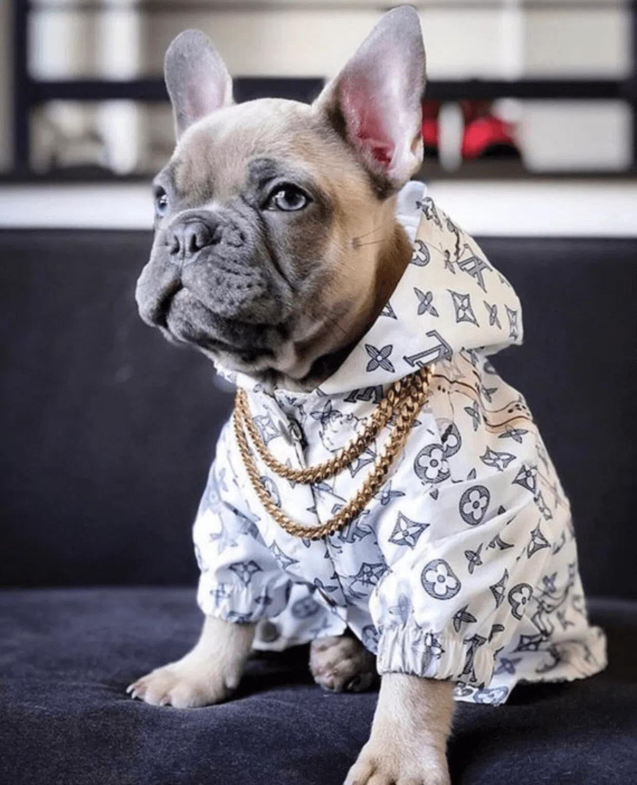 lv jacket for dogs