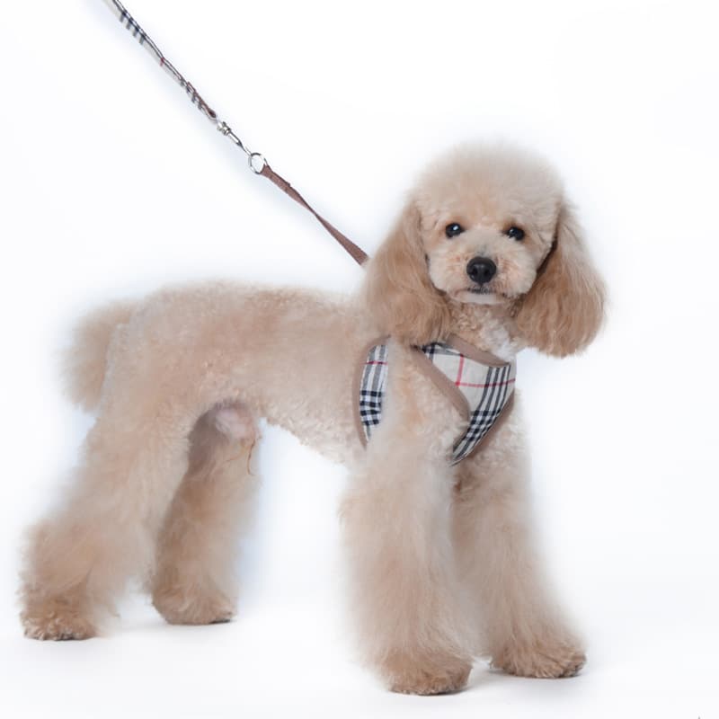 Burberry padded dog harness 2