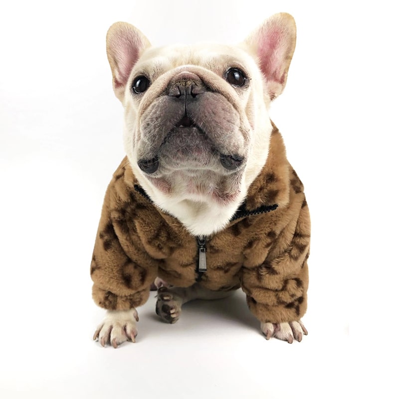 Dog Louis Vuitton clothes