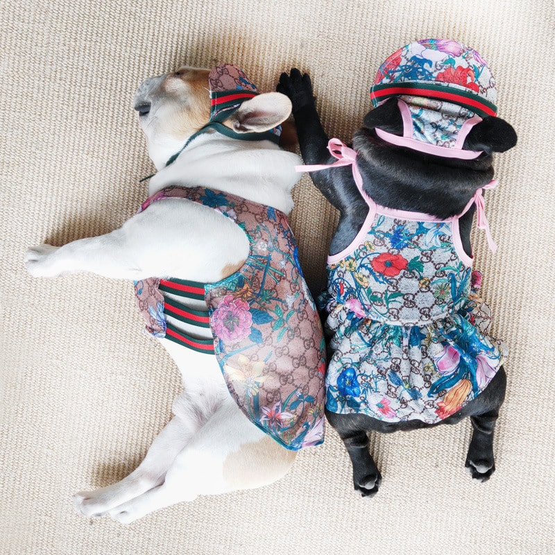 Gucci girl dog clothes Puppy Outfits,Small Dog Clothes for Girl Dogs