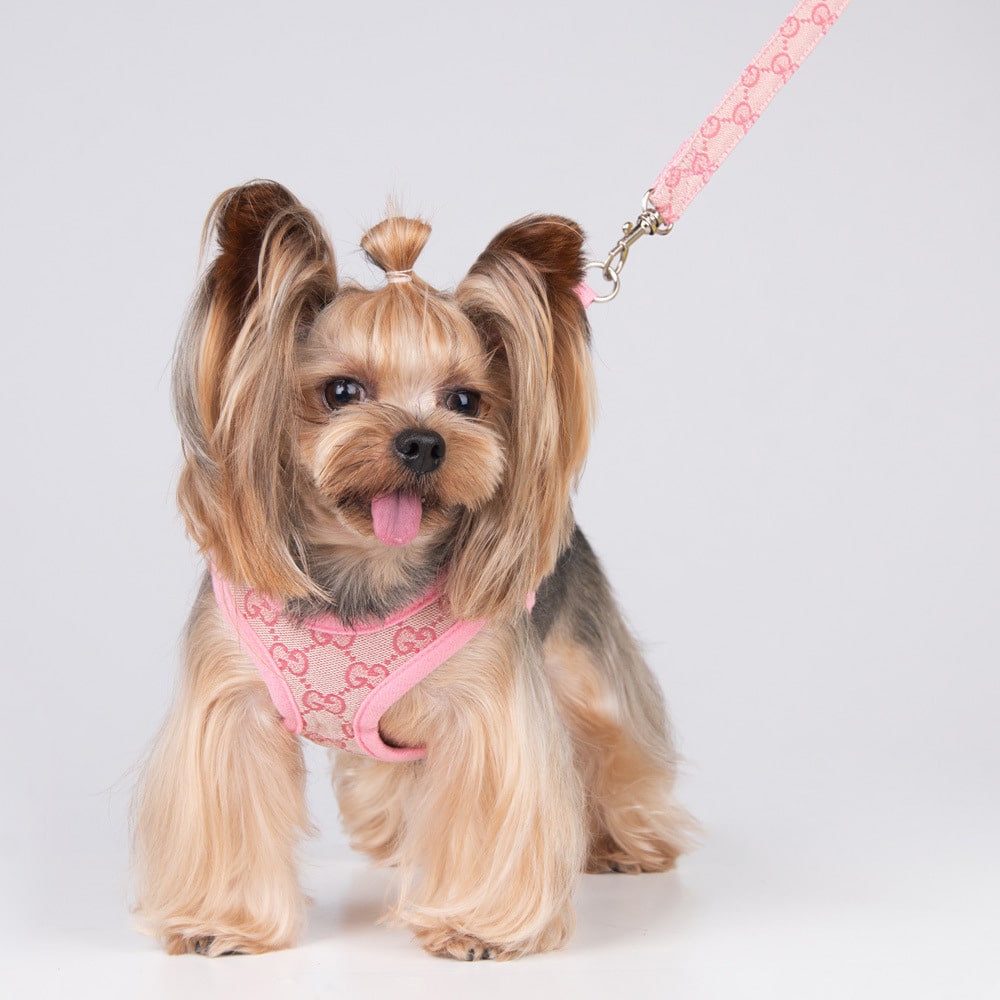 Gucci padded dog harness | Gucci dog harness leash,small dog no pull
