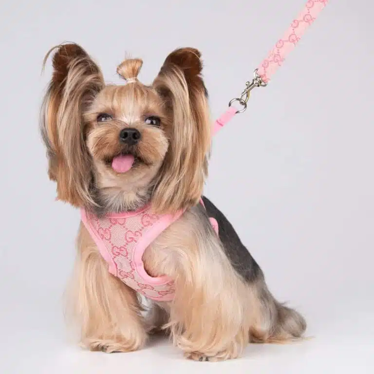 Gucci padded dog harness