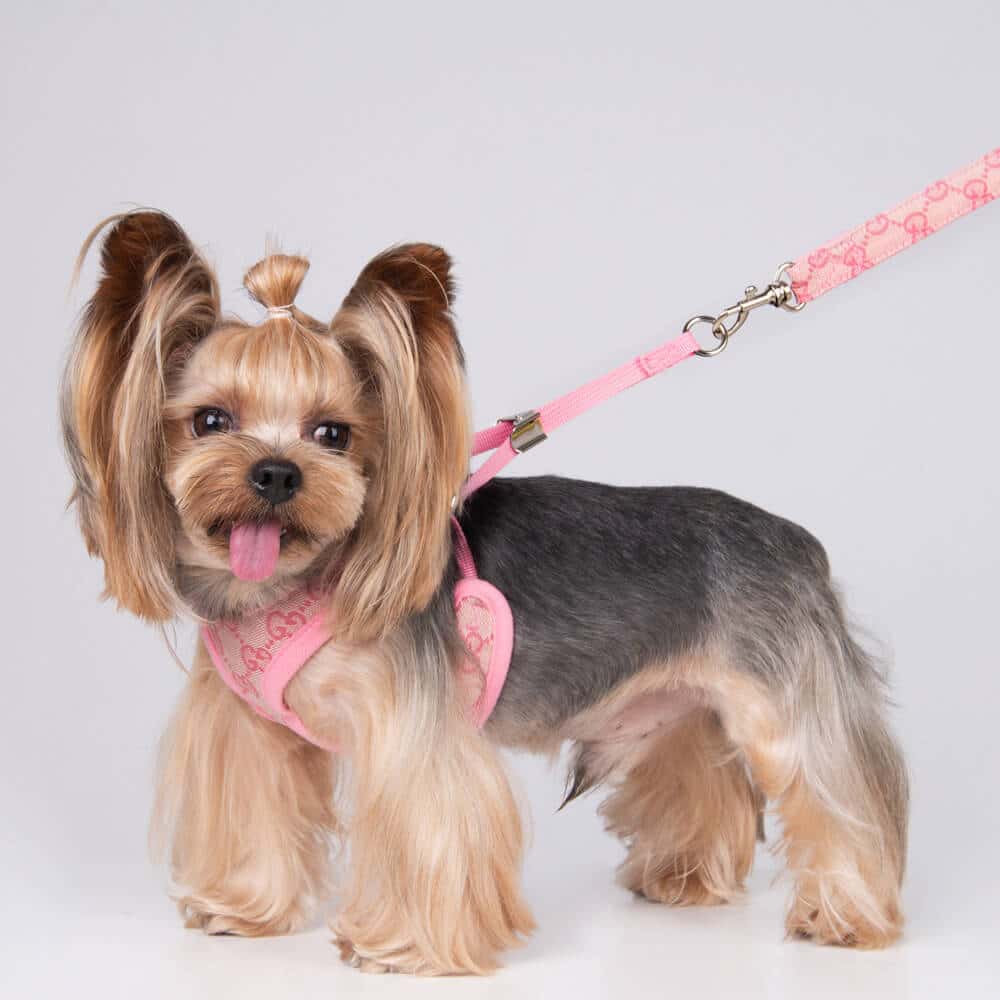 Gucci padded dog harness  Gucci dog harness leash 2023 best