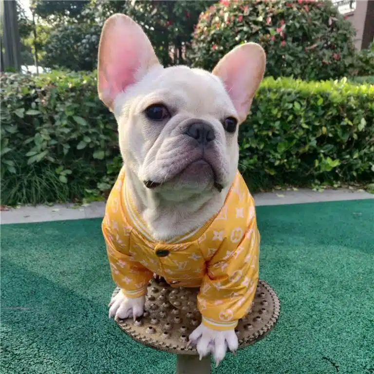 Louis Vuitton dog outfit