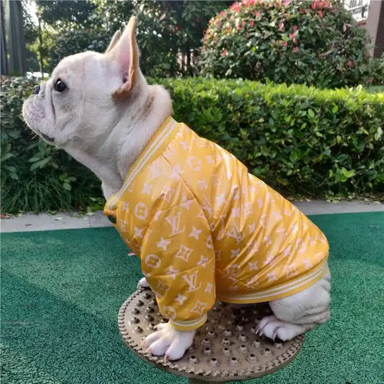 Louis Vuitton dog outfit