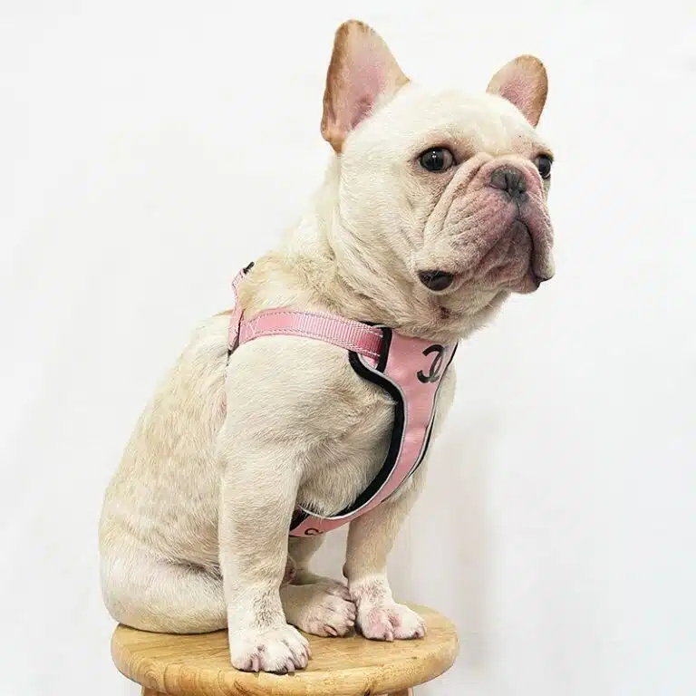chanel harness for dogs