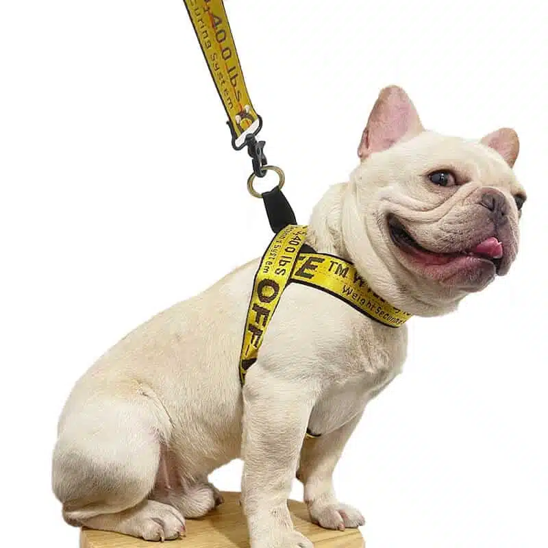 off white harness and leash