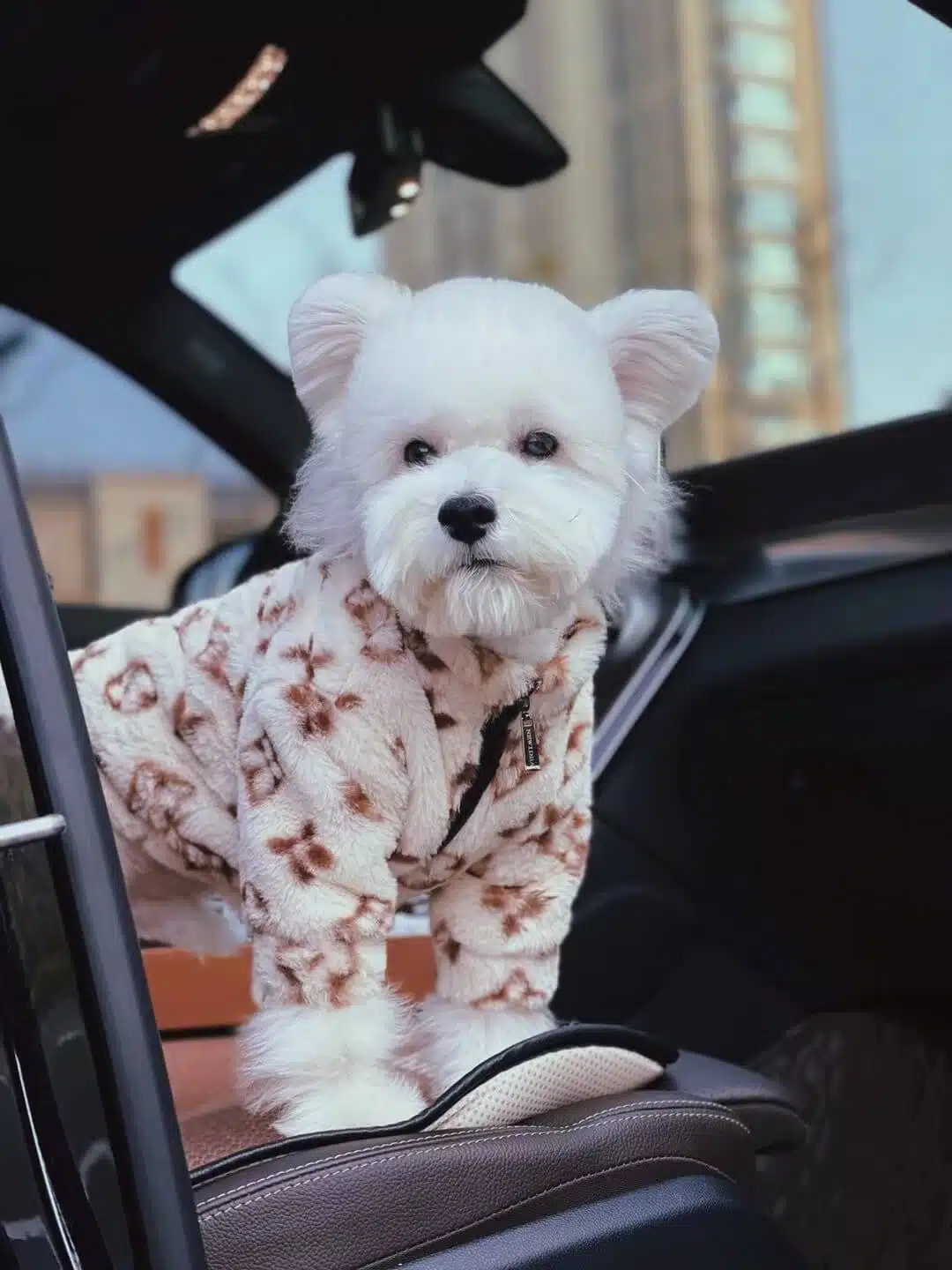 Orostani Couture - Luxury LV Monogram Dog Collar - Pet Parent Products