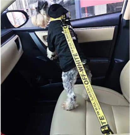 dog car safety harness