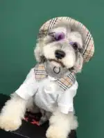 dog polos