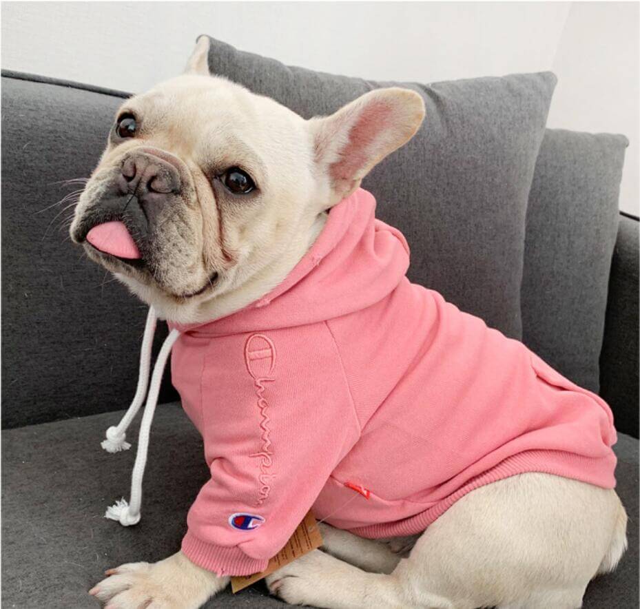 champion sweater for dogs