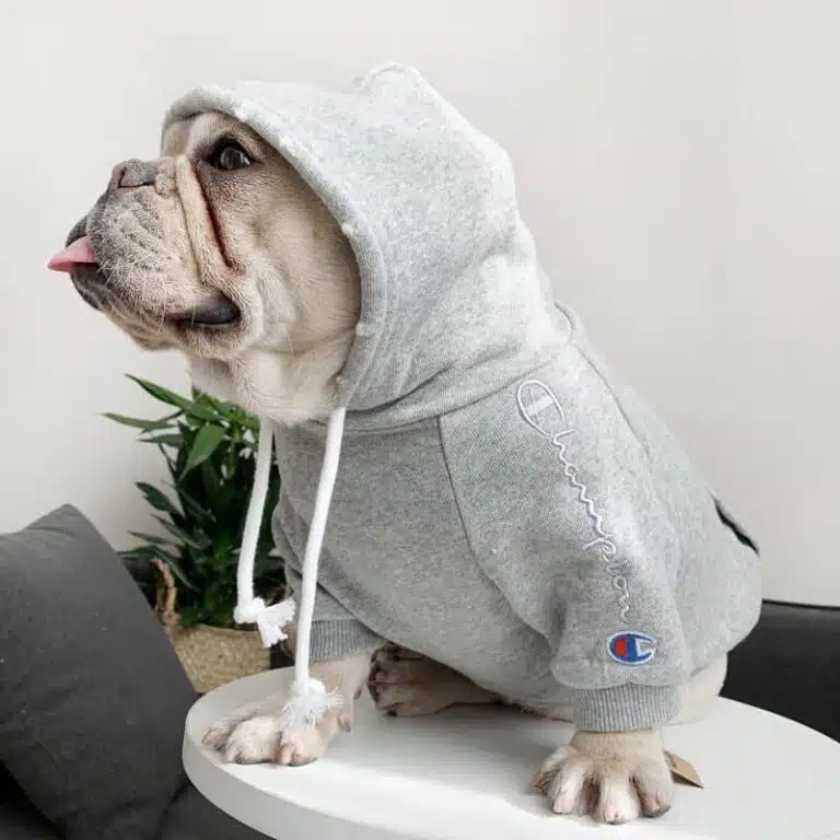 Champion dog hoodies