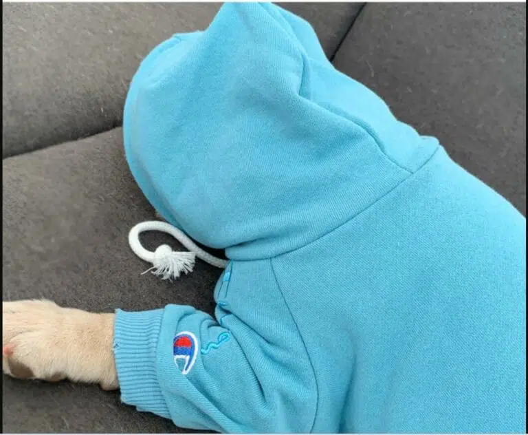Champion dog hoodies