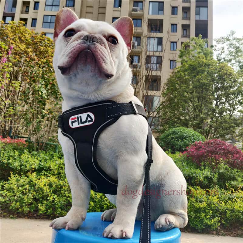 Fila harness for dogs