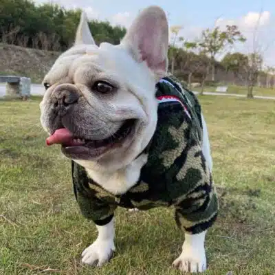 bape dog jacket