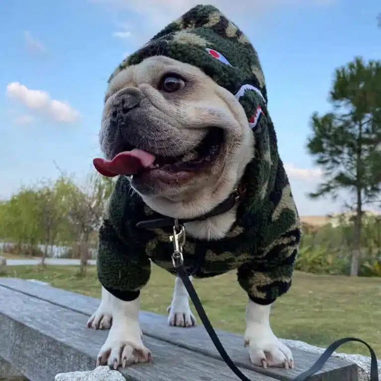 bape dog jacket