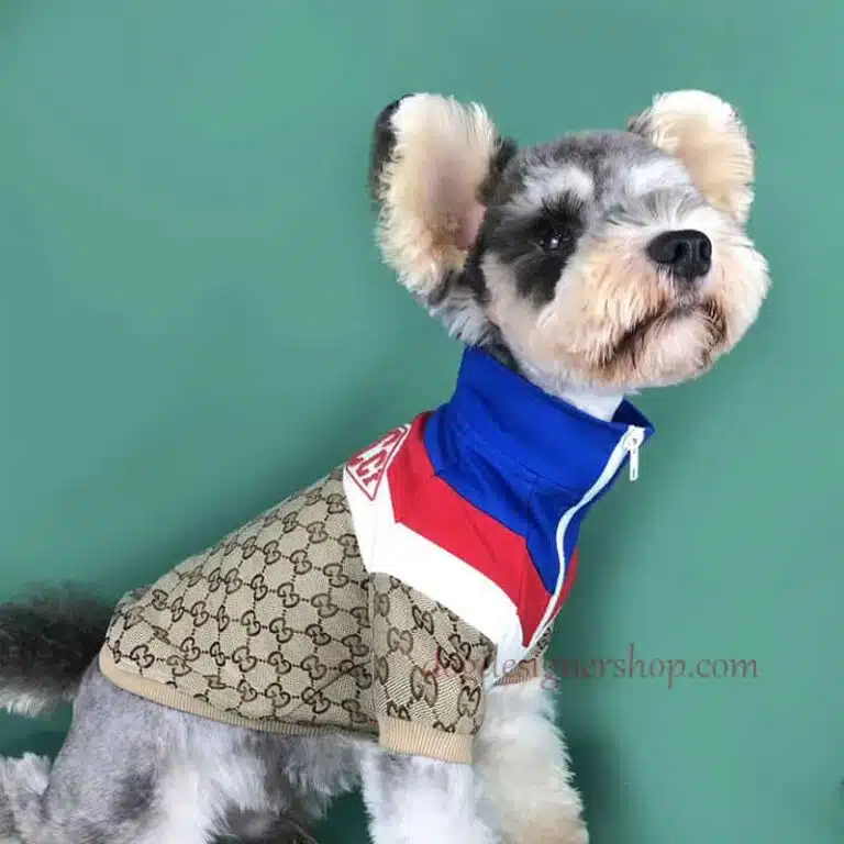 gucci dog outfit