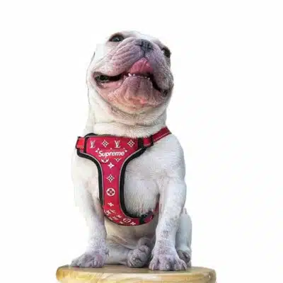louis Vuitton harness for dogs (1)