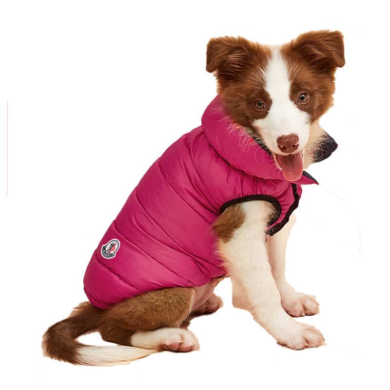 The Gucci dog coat | Dog Puffy Jacket , 2021 Cheap pet downjacket ...