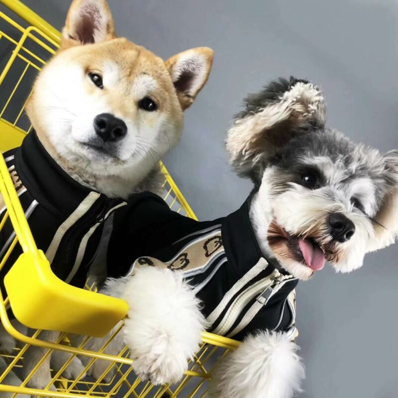 puppy boutique