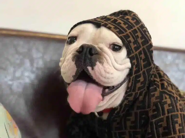 Fendi dog coat