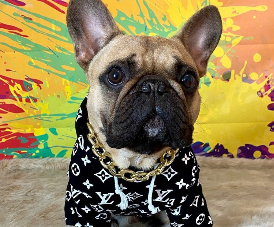 Louis Vuitton Dog coat, LV dog jacket, Supreme dog designer outfits ,2021  Best, Dogdesignershop