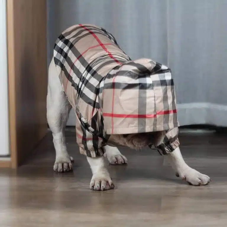 Burberry dog coat