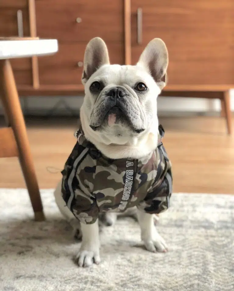 dog windbreaker jacket