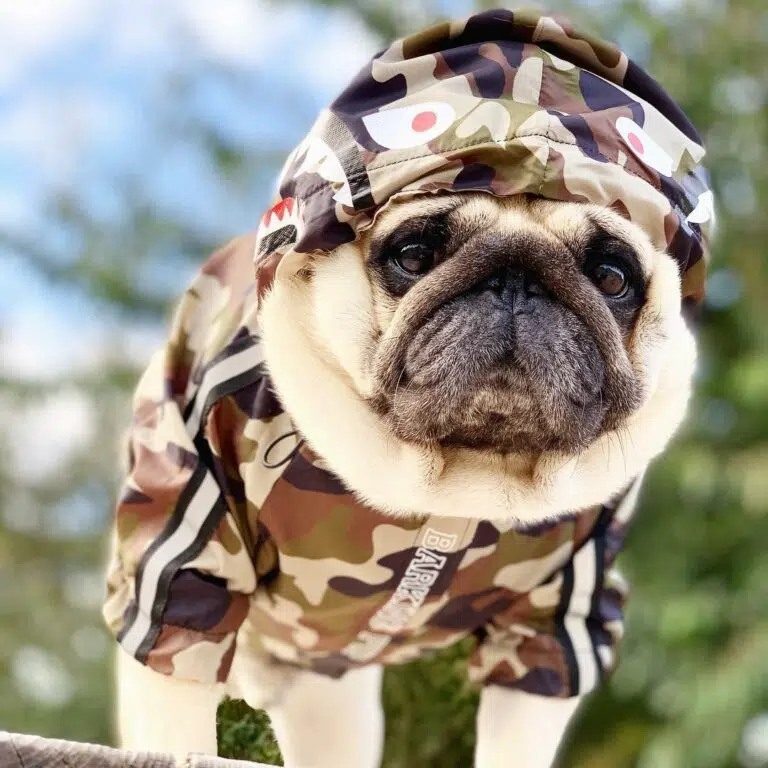 dog windbreaker jacket