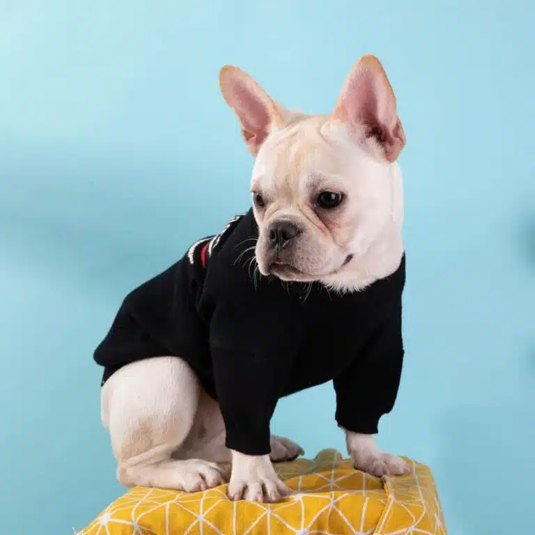 Balenciaga sweater for dog