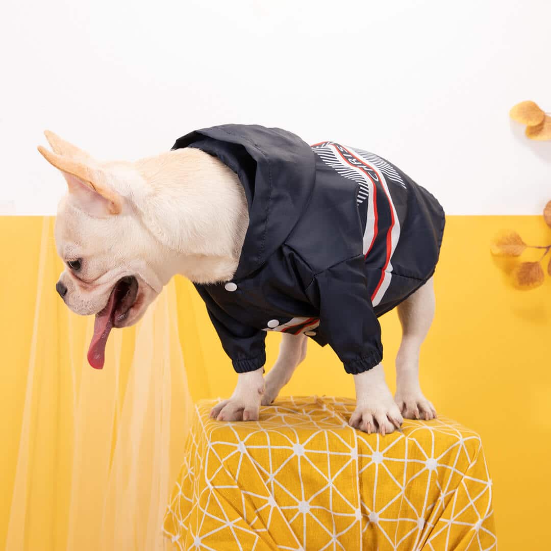 Christian Dior dog clothes Best Waterproof Dior jacket for puppies
