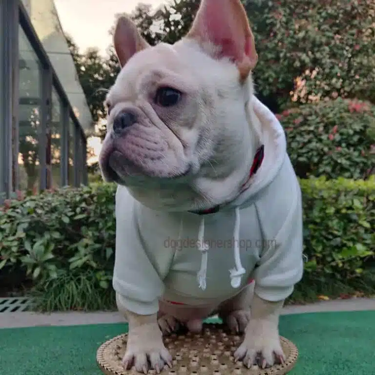 Kenzo dog hoodies