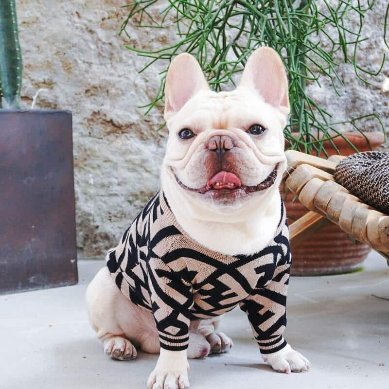 designer dog sweaters