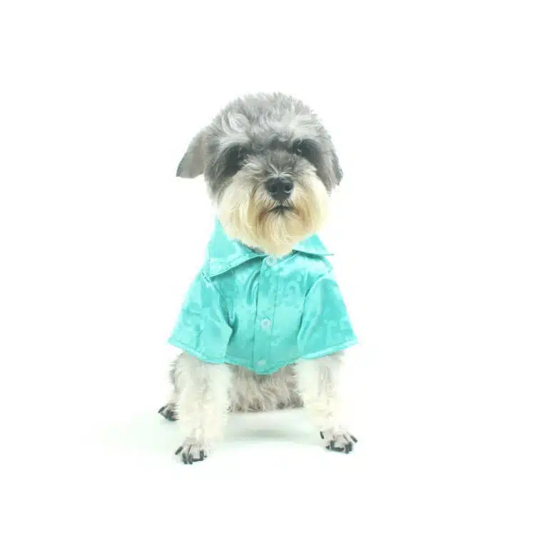 Gucci shirts for dogs