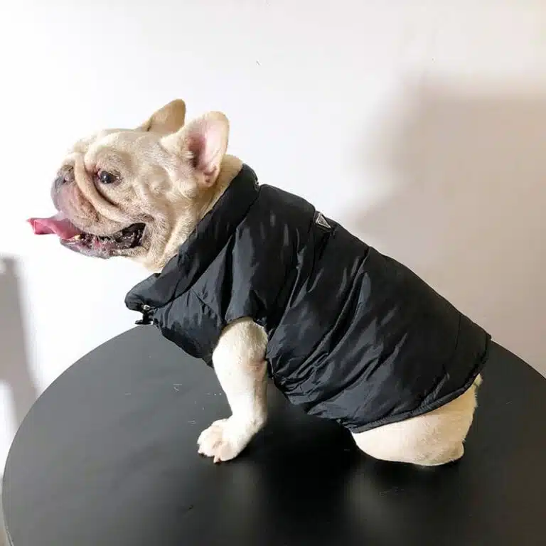 Prada dog jacket for winter | Winter dog puffer jacket with hood