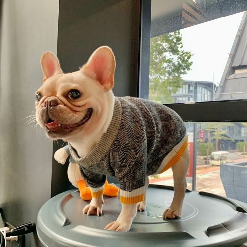Sweaters for french bulldogs