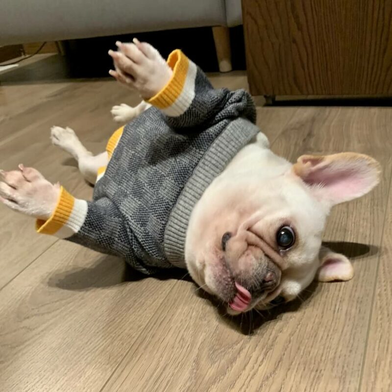 sweaters for french bulldogs