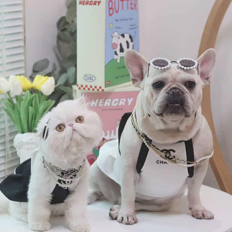 Chanel inspired dog dress  Pink Chanel cat dog skirt Best 2021