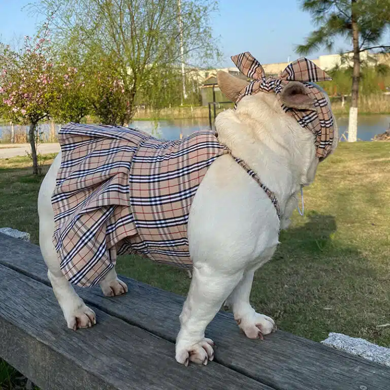 Burberry dog dress