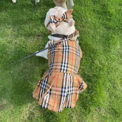 Burberry dog dress