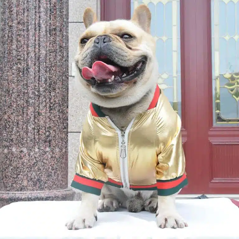 Dog glossy jacket